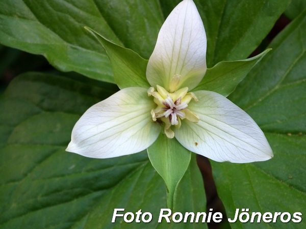 trillium 